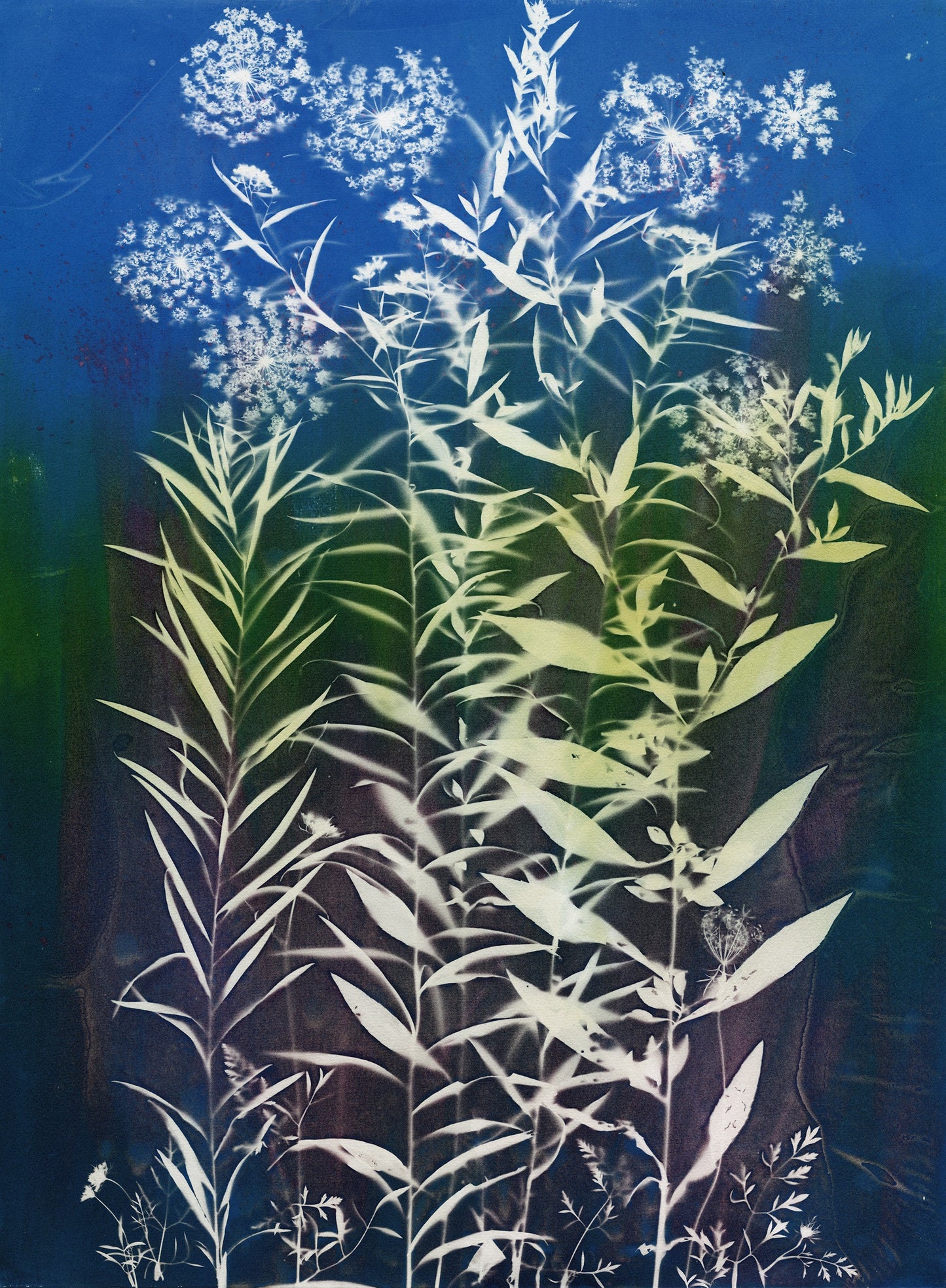 Lucie Wellner - Solar Jungle 4 matted and framed