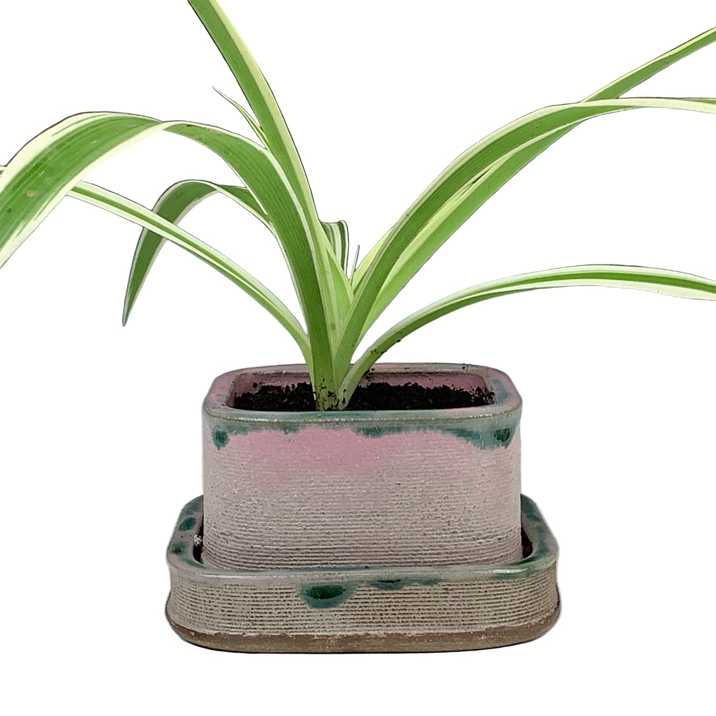 Matt Mitros - Short Planter #147